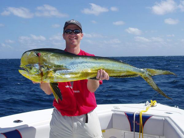 Dolphin (Mahi Mahi) Fishing Charters - Miami, FL