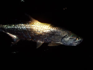 Tarpon at night