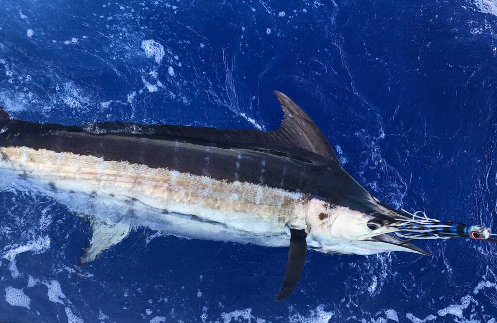 A marlin about to be released.