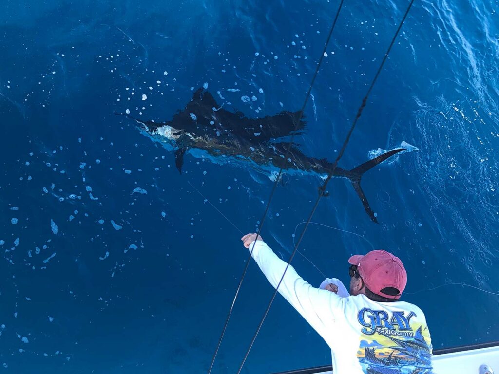 A sailfish at boat side about to be released.