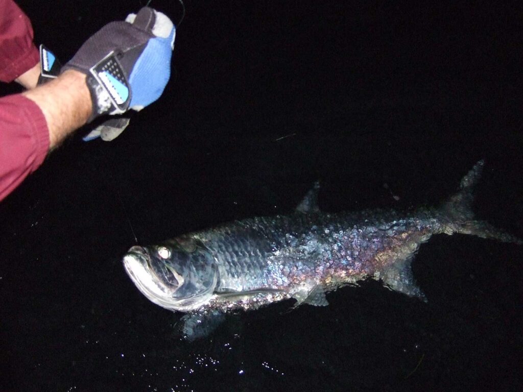 Nighttime tarpon release.
