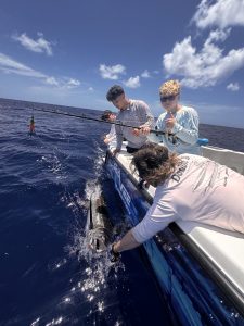 Blue Marlin
